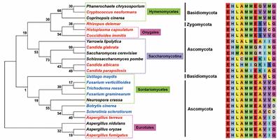 The Dual-Specificity LAMMER Kinase Affects Stress-Response and Morphological Plasticity in Fungi